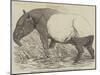 Malayan Tapir, in the Menagerie of the Zoological Society, Regent's Park-Harrison William Weir-Mounted Giclee Print