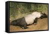 Malayan Tapir Lying Down with Baby-null-Framed Stretched Canvas