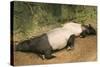 Malayan Tapir Lying Down with Baby-null-Stretched Canvas