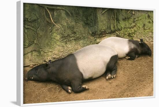 Malayan Tapir Lying Down with Baby-null-Framed Photographic Print