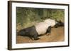 Malayan Tapir Lying Down with Baby-null-Framed Photographic Print