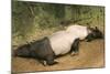 Malayan Tapir Lying Down with Baby-null-Mounted Photographic Print