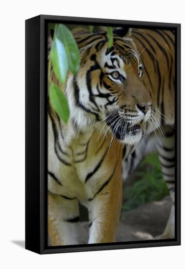 Malayan Tiger (Panthera Tigris Jacksoni), Malaysia-Daniel Heuclin-Framed Stretched Canvas