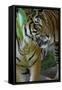 Malayan Tiger (Panthera Tigris Jacksoni), Malaysia-Daniel Heuclin-Framed Stretched Canvas