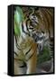 Malayan Tiger (Panthera Tigris Jacksoni), Malaysia-Daniel Heuclin-Framed Stretched Canvas