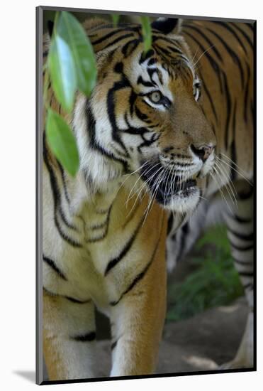 Malayan Tiger (Panthera Tigris Jacksoni), Malaysia-Daniel Heuclin-Mounted Photographic Print