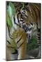 Malayan Tiger (Panthera Tigris Jacksoni), Malaysia-Daniel Heuclin-Mounted Photographic Print