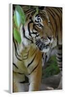 Malayan Tiger (Panthera Tigris Jacksoni), Malaysia-Daniel Heuclin-Framed Photographic Print