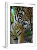 Malayan Tiger (Panthera Tigris Jacksoni), Malaysia-Daniel Heuclin-Framed Photographic Print