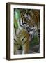 Malayan Tiger (Panthera Tigris Jacksoni), Malaysia-Daniel Heuclin-Framed Photographic Print