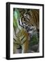 Malayan Tiger (Panthera Tigris Jacksoni), Malaysia-Daniel Heuclin-Framed Photographic Print