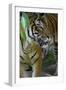 Malayan Tiger (Panthera Tigris Jacksoni), Malaysia-Daniel Heuclin-Framed Photographic Print