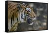 Malayan Tiger (Panthera Tigris Jacksoni), Malaysia-Daniel Heuclin-Framed Stretched Canvas