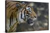 Malayan Tiger (Panthera Tigris Jacksoni), Malaysia-Daniel Heuclin-Stretched Canvas