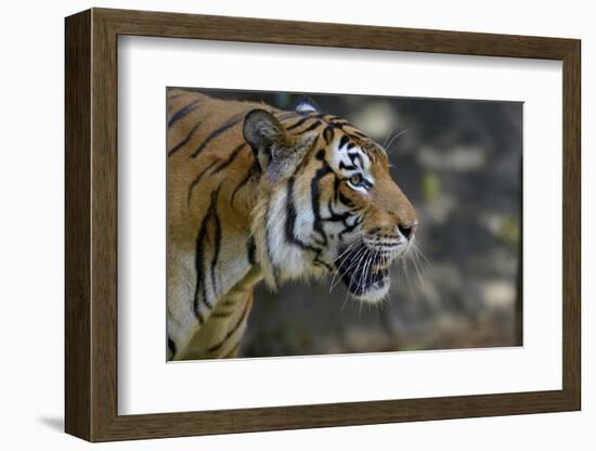 Malayan Tiger (Panthera Tigris Jacksoni), Malaysia-Daniel Heuclin-Framed Photographic Print