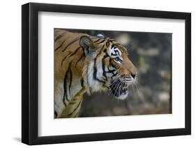 Malayan Tiger (Panthera Tigris Jacksoni), Malaysia-Daniel Heuclin-Framed Photographic Print