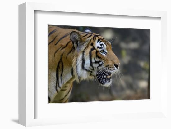 Malayan Tiger (Panthera Tigris Jacksoni), Malaysia-Daniel Heuclin-Framed Photographic Print