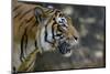 Malayan Tiger (Panthera Tigris Jacksoni), Malaysia-Daniel Heuclin-Mounted Photographic Print