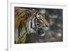 Malayan Tiger (Panthera Tigris Jacksoni), Malaysia-Daniel Heuclin-Framed Photographic Print