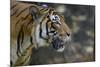Malayan Tiger (Panthera Tigris Jacksoni), Malaysia-Daniel Heuclin-Mounted Photographic Print