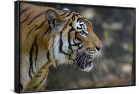 Malayan Tiger (Panthera Tigris Jacksoni), Malaysia-Daniel Heuclin-Framed Photographic Print