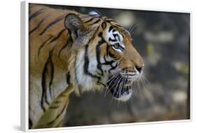 Malayan Tiger (Panthera Tigris Jacksoni), Malaysia-Daniel Heuclin-Framed Photographic Print