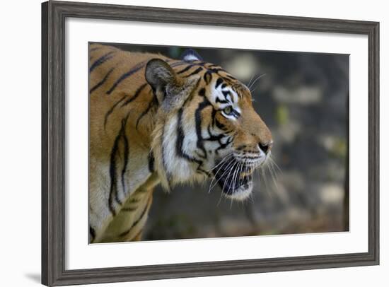 Malayan Tiger (Panthera Tigris Jacksoni), Malaysia-Daniel Heuclin-Framed Photographic Print