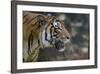Malayan Tiger (Panthera Tigris Jacksoni), Malaysia-Daniel Heuclin-Framed Photographic Print