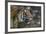 Malayan Tiger (Panthera Tigris Jacksoni), Malaysia-Daniel Heuclin-Framed Photographic Print