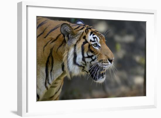 Malayan Tiger (Panthera Tigris Jacksoni), Malaysia-Daniel Heuclin-Framed Photographic Print