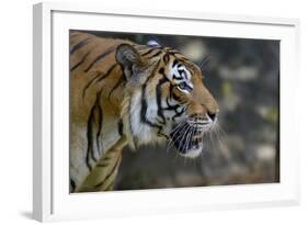 Malayan Tiger (Panthera Tigris Jacksoni), Malaysia-Daniel Heuclin-Framed Photographic Print