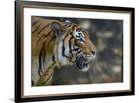 Malayan Tiger (Panthera Tigris Jacksoni), Malaysia-Daniel Heuclin-Framed Photographic Print