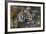 Malayan Tiger (Panthera Tigris Jacksoni), Malaysia-Daniel Heuclin-Framed Photographic Print