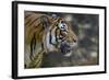 Malayan Tiger (Panthera Tigris Jacksoni), Malaysia-Daniel Heuclin-Framed Photographic Print