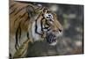 Malayan Tiger (Panthera Tigris Jacksoni), Malaysia-Daniel Heuclin-Mounted Photographic Print