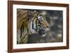 Malayan Tiger (Panthera Tigris Jacksoni), Malaysia-Daniel Heuclin-Framed Photographic Print