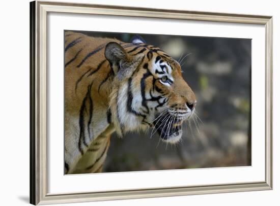 Malayan Tiger (Panthera Tigris Jacksoni), Malaysia-Daniel Heuclin-Framed Photographic Print