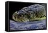 Malayopython Timoriensis (Timor Python)-Paul Starosta-Framed Stretched Canvas