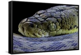Malayopython Timoriensis (Timor Python)-Paul Starosta-Framed Stretched Canvas