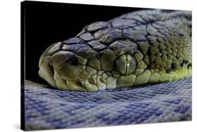 Malayopython Timoriensis (Timor Python)-Paul Starosta-Stretched Canvas