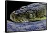 Malayopython Timoriensis (Timor Python)-Paul Starosta-Framed Stretched Canvas