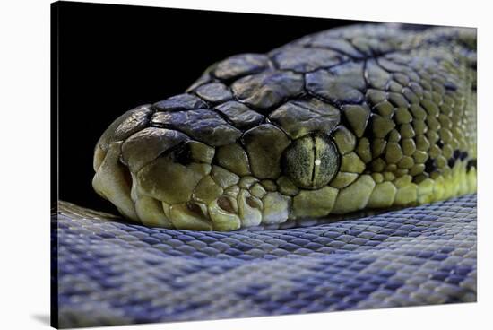 Malayopython Timoriensis (Timor Python)-Paul Starosta-Stretched Canvas