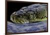 Malayopython Timoriensis (Timor Python)-Paul Starosta-Framed Photographic Print