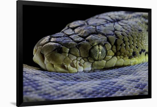 Malayopython Timoriensis (Timor Python)-Paul Starosta-Framed Photographic Print