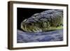 Malayopython Timoriensis (Timor Python)-Paul Starosta-Framed Photographic Print