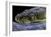 Malayopython Timoriensis (Timor Python)-Paul Starosta-Framed Photographic Print