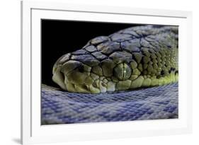 Malayopython Timoriensis (Timor Python)-Paul Starosta-Framed Photographic Print