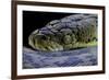 Malayopython Timoriensis (Timor Python)-Paul Starosta-Framed Photographic Print