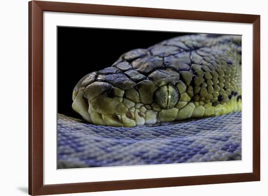 Malayopython Timoriensis (Timor Python)-Paul Starosta-Framed Photographic Print