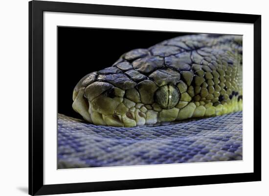 Malayopython Timoriensis (Timor Python)-Paul Starosta-Framed Photographic Print